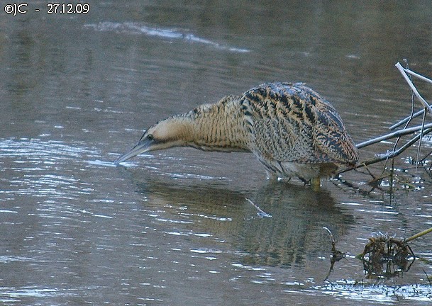 Butor étoilé  - Patricia Marmeys Fatton