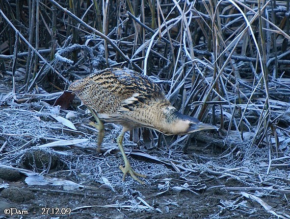 Butor étoilé  - Patricia Marmeys Fatton
