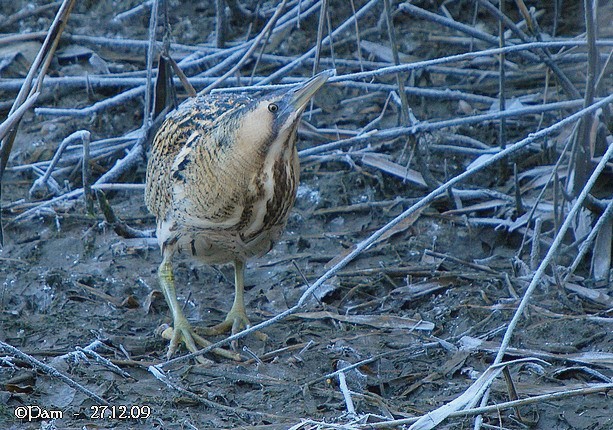 Butor étoilé  - Patricia Marmeys Fatton