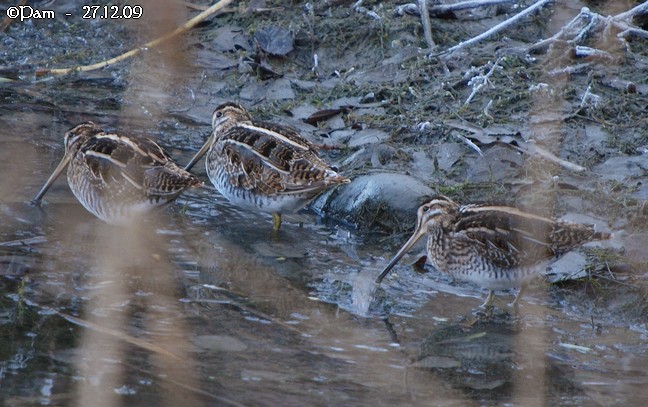 Bécassine des marais  - Patricia Marmeys Fatton