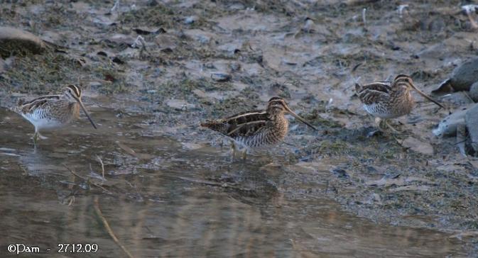 Bécassine des marais  - Patricia Marmeys Fatton