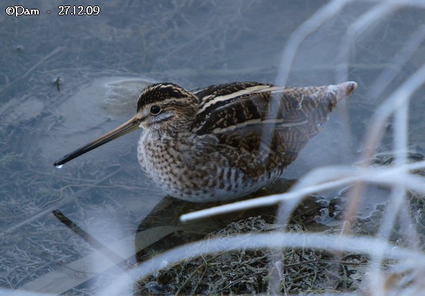 Bécassine des marais  - Patricia Marmeys Fatton