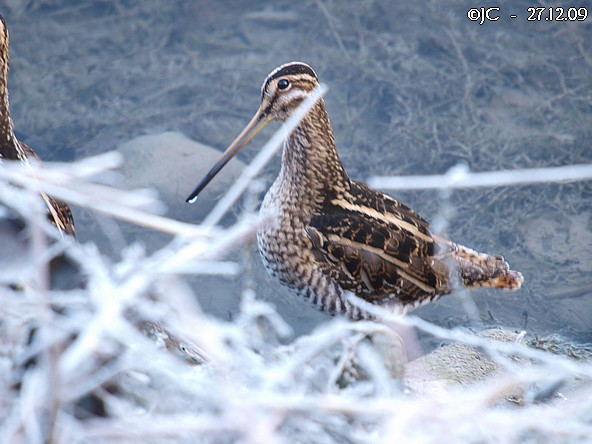 Bécassine des marais  - Patricia Marmeys Fatton