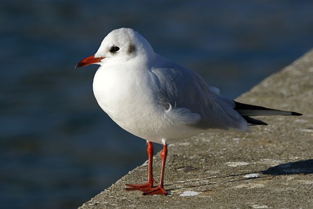 Mouette rieuse  - Jean-Jacques Forney