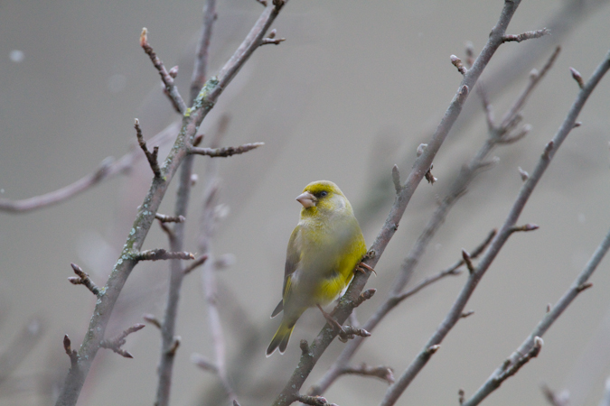 Verdier d'Europe  - Eric Dupureur