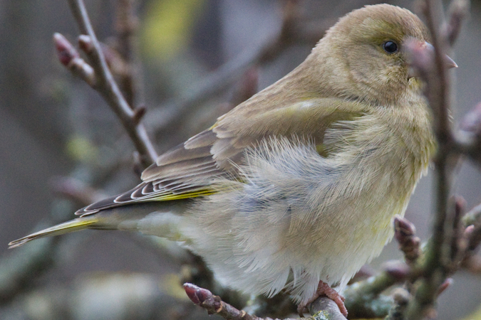 Verdier d'Europe  - Eric Dupureur
