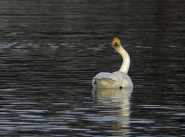 Cygne chanteur  - Kurt Wüthrich
