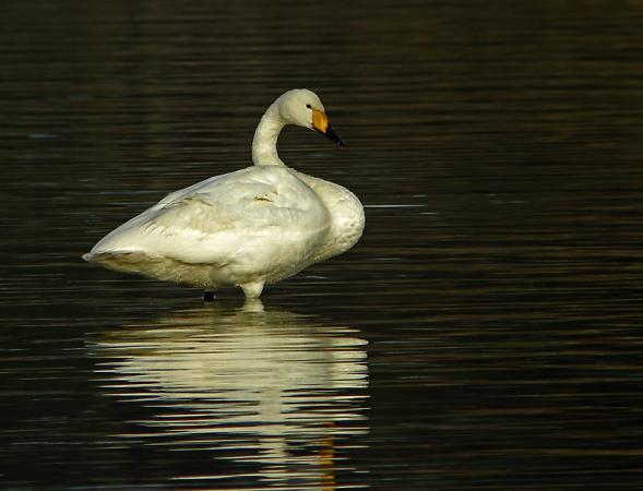 Cygne chanteur  - Kurt Wüthrich