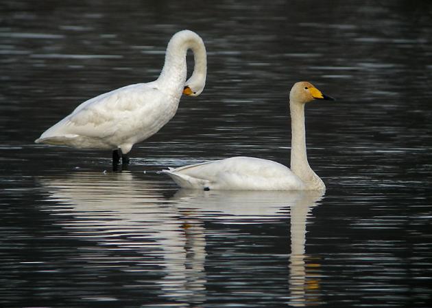 Cygne chanteur  - Kurt Wüthrich