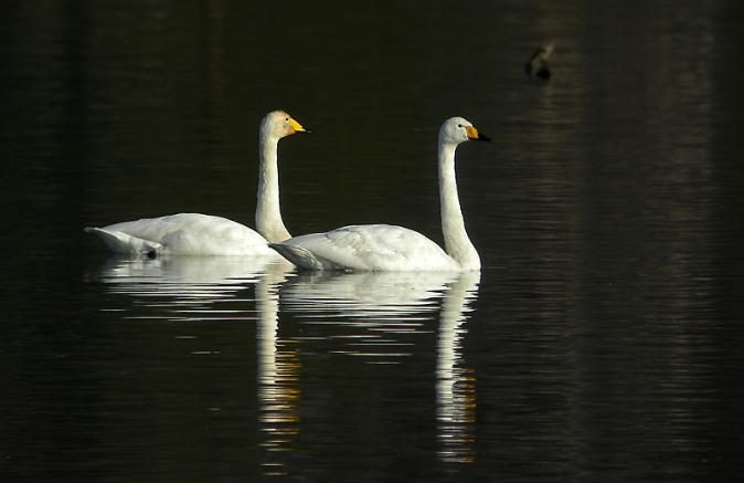 Cygne chanteur  - Kurt Wüthrich