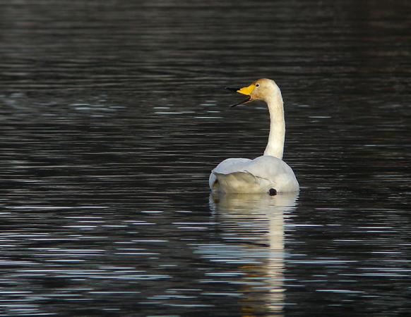 Cygne chanteur  - Kurt Wüthrich