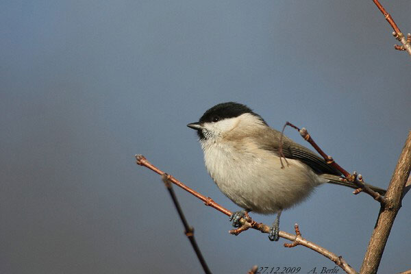 Mésange nonnette  - Berlie Arlette