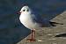 Mouette rieuse  - Jean-Jacques Forney