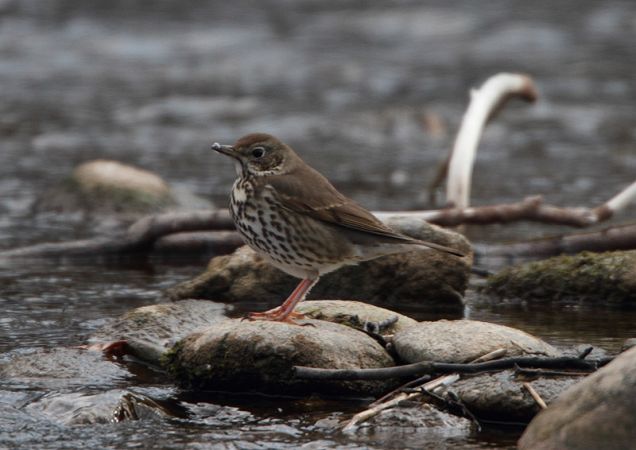 Grive musicienne  - Bernhard & Edith Herzog