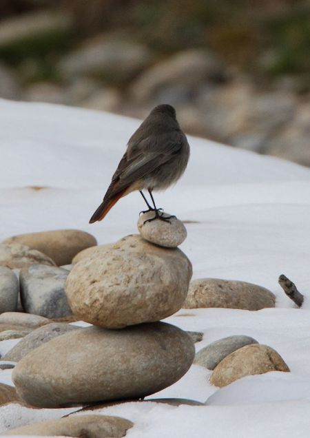 Rougequeue noir  - Bernhard & Edith Herzog