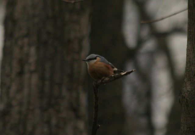 Sittelle torchepot  - Nosworthy David