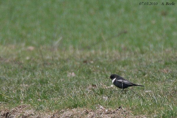 Merle à plastron  - Berlie Arlette