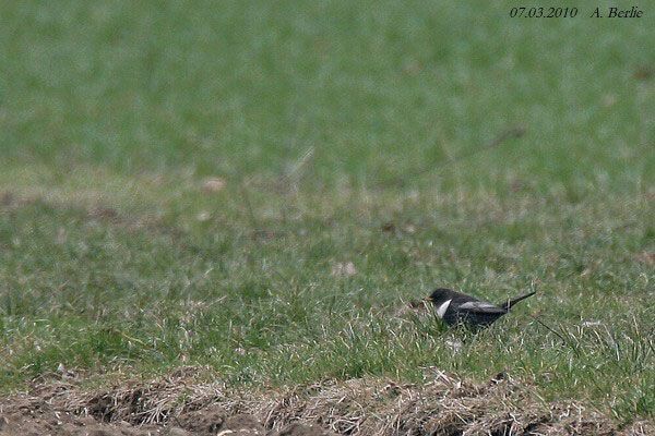 Merle à plastron  - Berlie Arlette