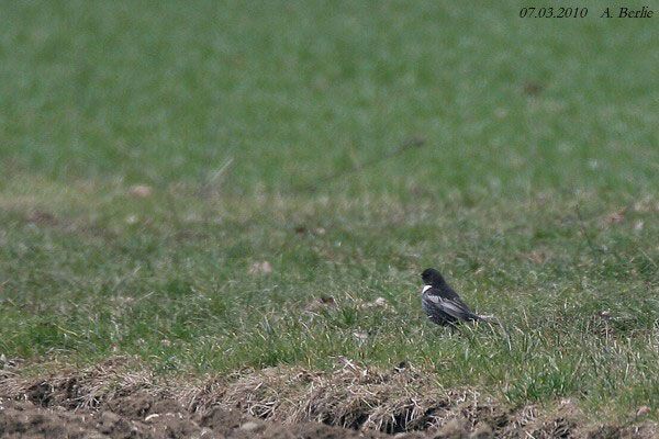 Merle à plastron  - Berlie Arlette