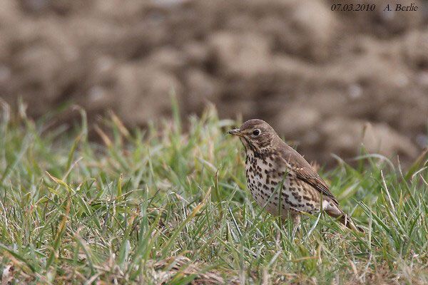 Grive musicienne  - Berlie Arlette
