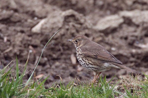 Grive musicienne  - Berlie Arlette