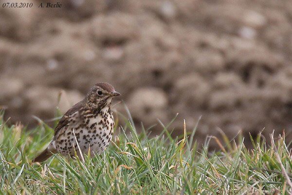 Grive musicienne  - Berlie Arlette