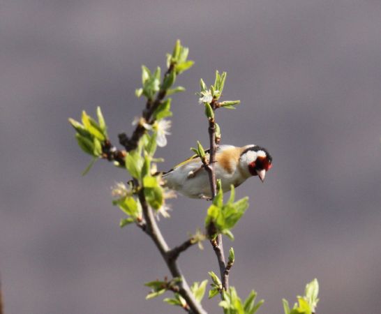 Chardonneret élégant  - Marina Pestoni
