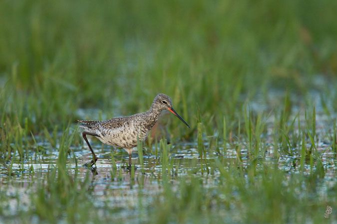 Chevalier arlequin  - Jean-Philippe George