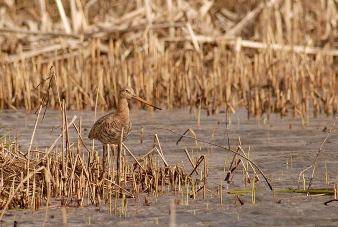 Barge à queue noire  - Gabriel Marcacci