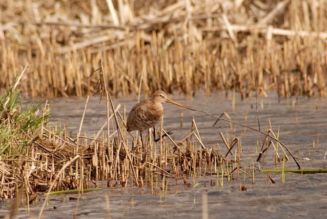 Barge à queue noire  - Gabriel Marcacci
