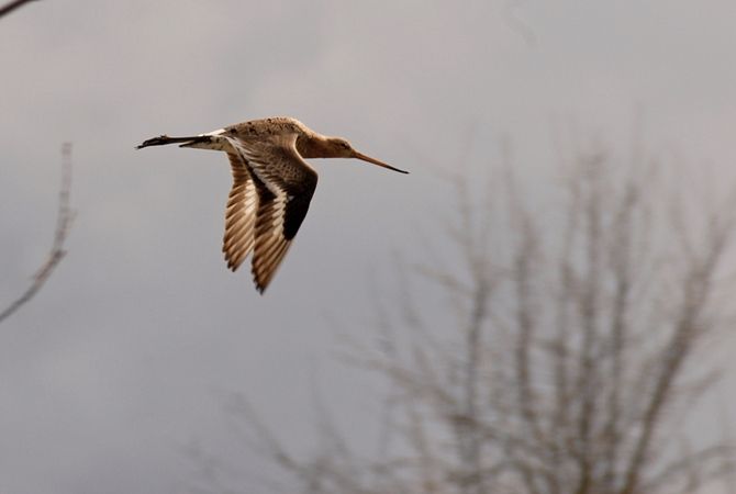 Barge à queue noire  - Gabriel Marcacci
