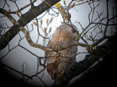 Chouette hulotte  - Roland Graf