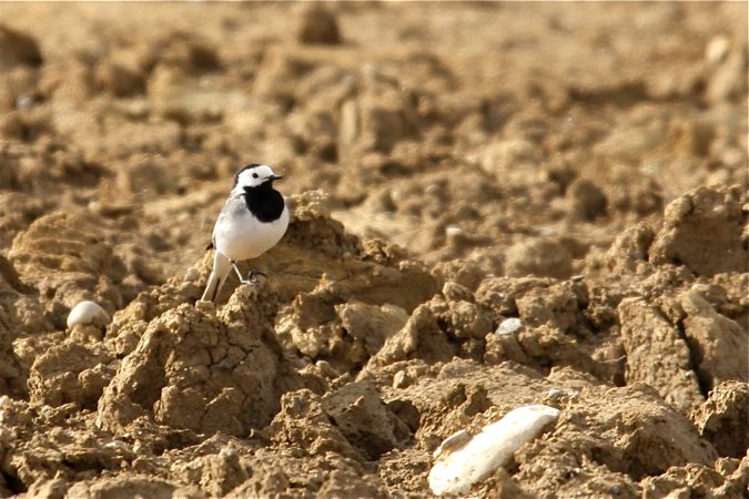 Bergeronnette grise  - Olivier Richardet