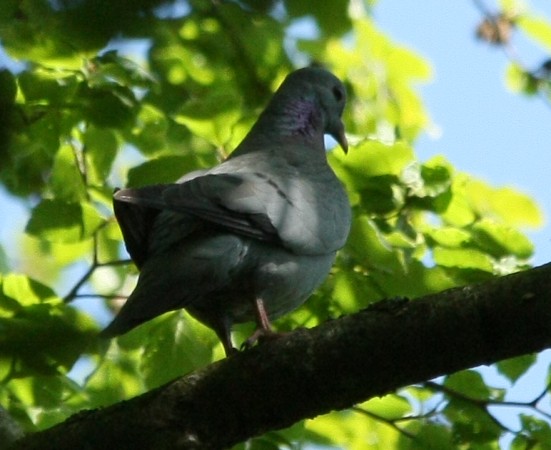 Pigeon colombin  - Jean-Pierre Kolly