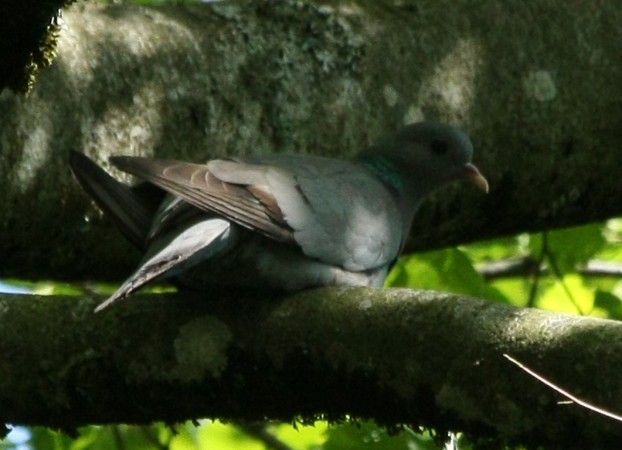 Pigeon colombin  - Jean-Pierre Kolly