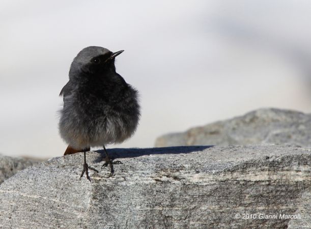 Rougequeue noir  - Gianni Marcolli