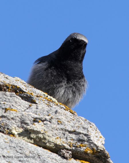 Rougequeue noir  - Gianni Marcolli