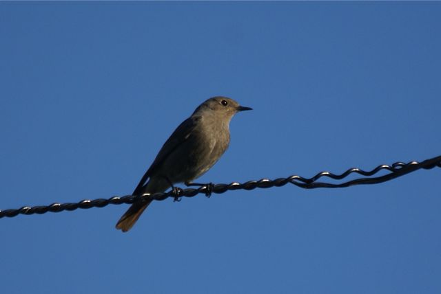 Rougequeue noir  - Jean-Jacques Forney