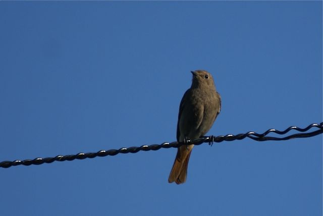 Rougequeue noir  - Jean-Jacques Forney