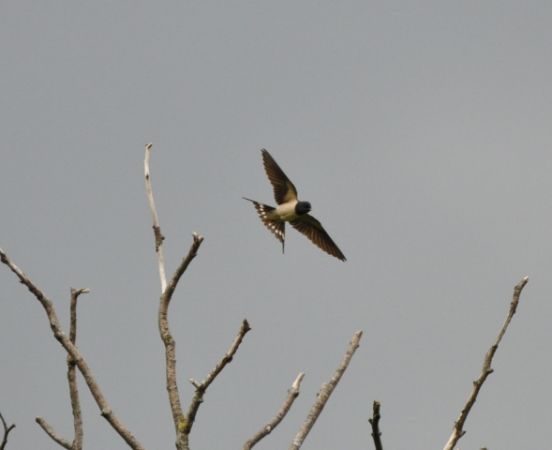 Hirondelle rustique  - Astrid Oehl