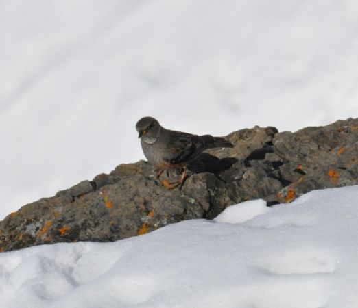 Accenteur alpin  - Astrid Oehl