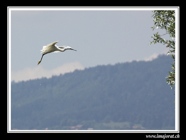Aigrette garzette  - Gérald Porchet