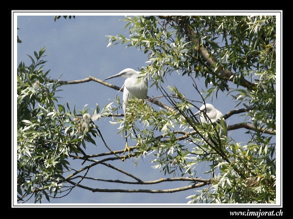 Aigrette garzette  - Gérald Porchet