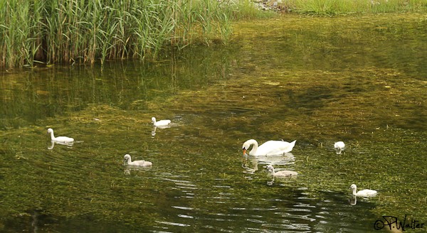 Cygne tuberculé  - Patricia Walter