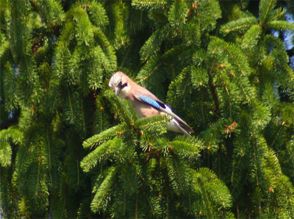 Geai des chênes  - Anders Storensten