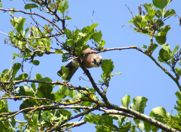 Geai des chênes  - Anders Storensten