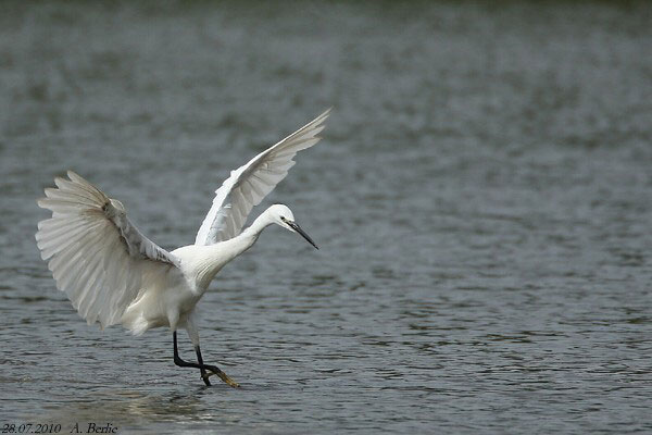 Aigrette garzette  - Berlie Arlette