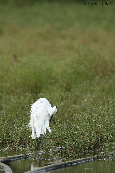 Aigrette garzette  - Berlie Arlette