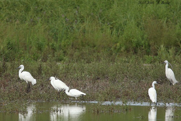 Aigrette garzette  - Berlie Arlette