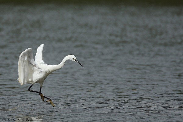 Aigrette garzette  - Berlie Arlette